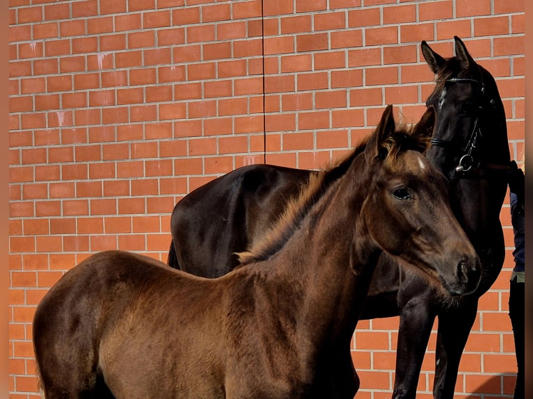 Hanoverian Mare 1 year 16.2 hh Chestnut in Ochtersum