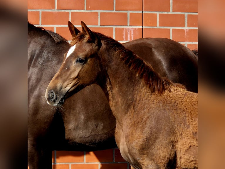 Hanoverian Mare 1 year 16.2 hh Chestnut in Ochtersum