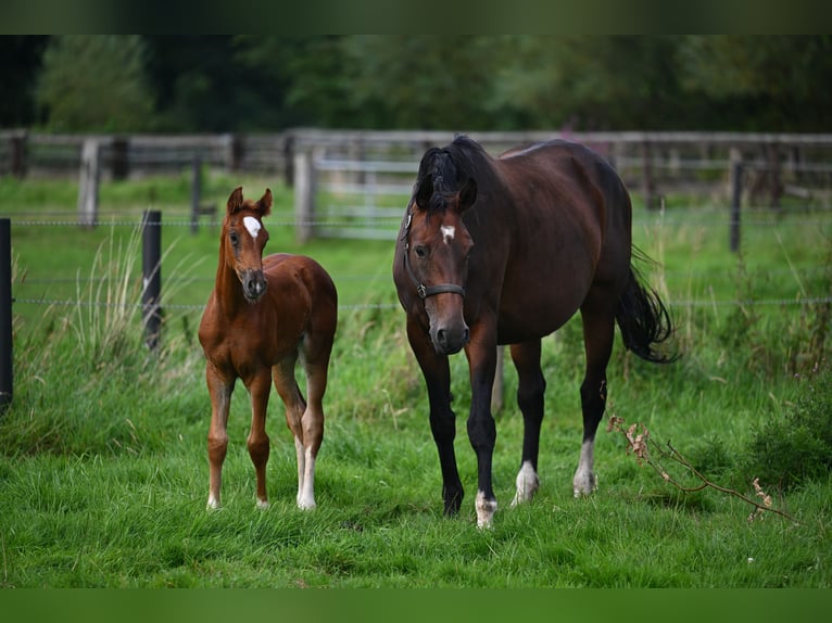 Hanoverian Mare 1 year 16,2 hh Chestnut-Red in Hamburg Osdorf