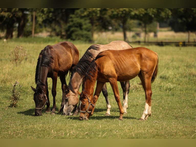 Hanoverian Mare 1 year 16,2 hh Gray in Moers