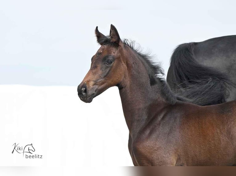 Hanoverian Mare 1 year 16.2 hh Smoky-Black in Königslutter am Elm
