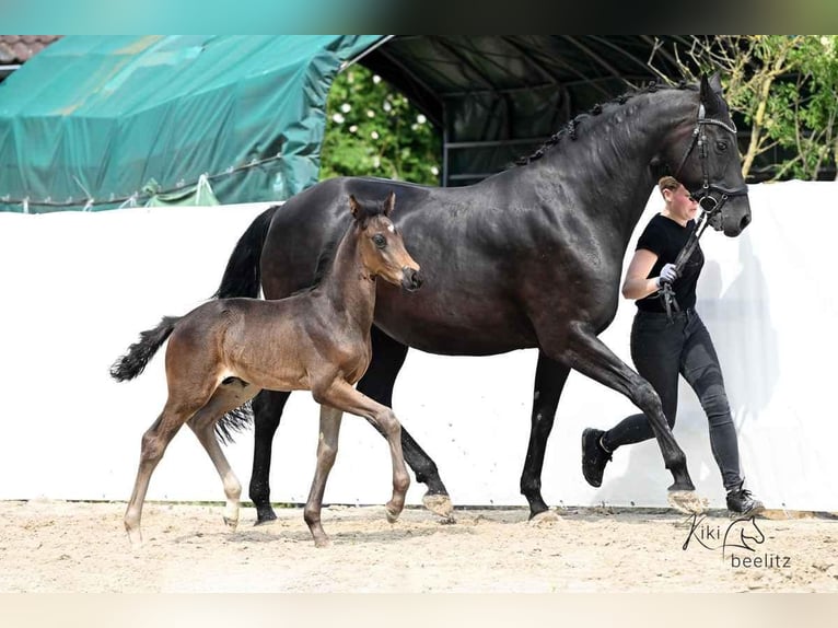 Hanoverian Mare 1 year 16.2 hh Smoky-Black in Königslutter am Elm