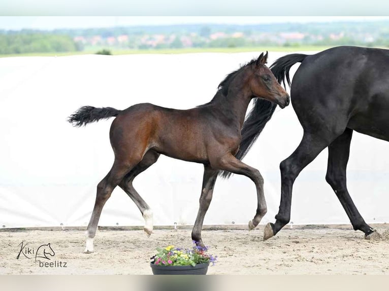 Hanoverian Mare 1 year 16.2 hh Smoky-Black in Königslutter am Elm