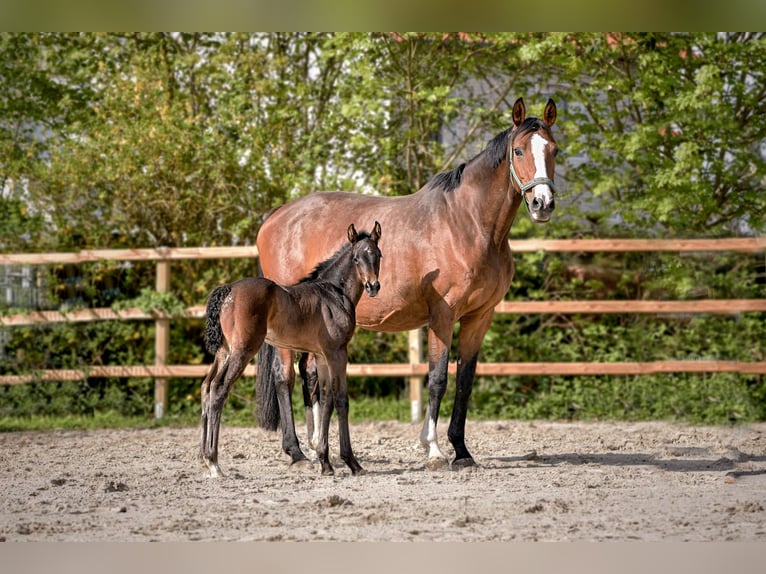 Hanoverian Mare 1 year 16.3 hh Bay-Dark in Königslutter am Elm
