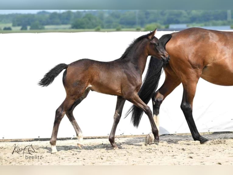 Hanoverian Mare 1 year 16.3 hh Bay-Dark in Königslutter am Elm