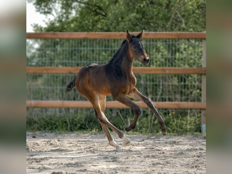Hanoverian Mare 1 year 16.3 hh Bay-Dark in Königslutter am Elm
