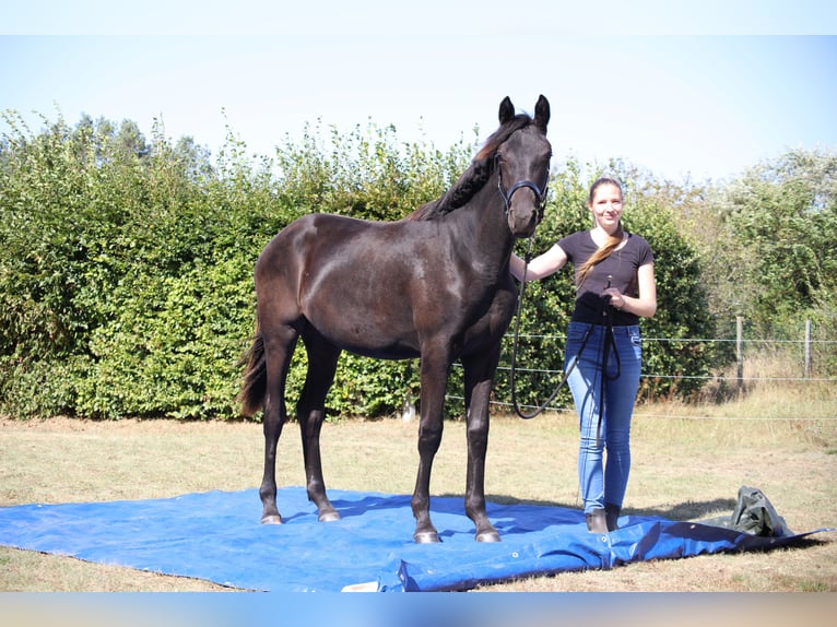 Hanoverian Mare 1 year 16,3 hh Black in Weitendorf