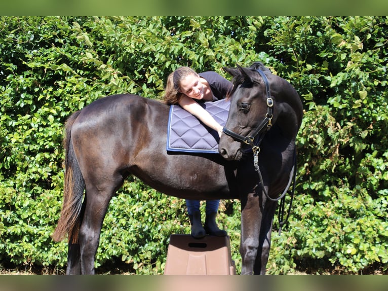 Hanoverian Mare 1 year 16,3 hh Black in Weitendorf