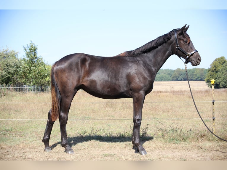 Hanoverian Mare 1 year 16,3 hh Black in Weitendorf