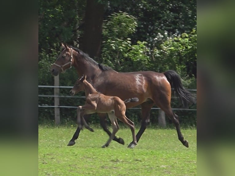 Hanoverian Mare 1 year 16,3 hh Brown in Ratekau