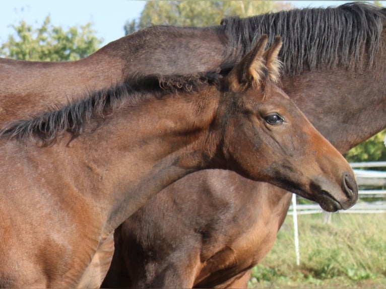 Hanoverian Mare 1 year 16,3 hh Brown in Ratekau