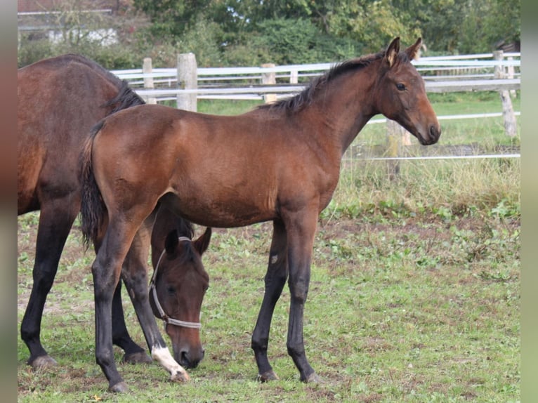 Hanoverian Mare 1 year 16,3 hh Brown in Ratekau