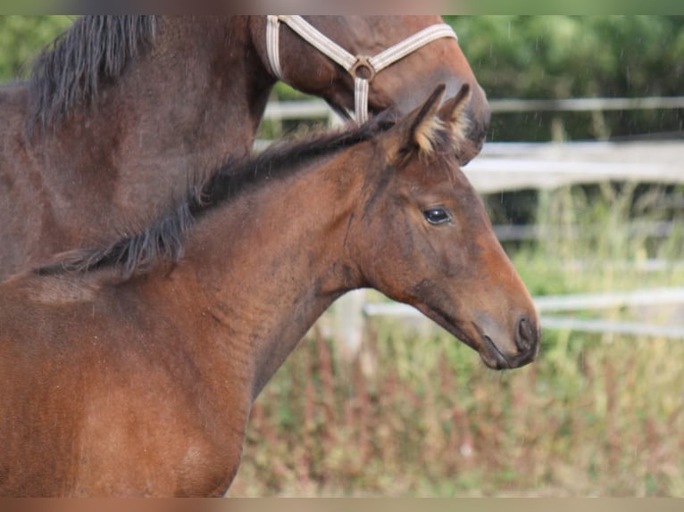 Hanoverian Mare 1 year 16,3 hh Brown in Ratekau