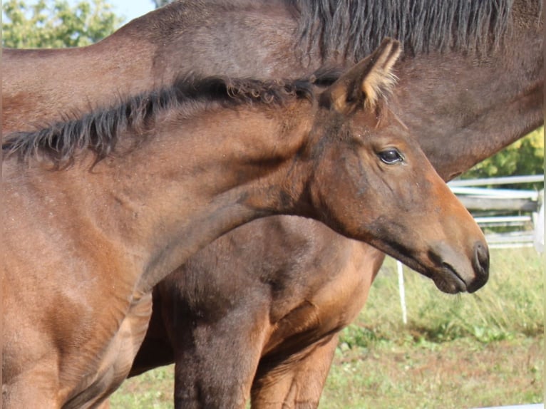 Hanoverian Mare 1 year 16,3 hh Brown in Ratekau