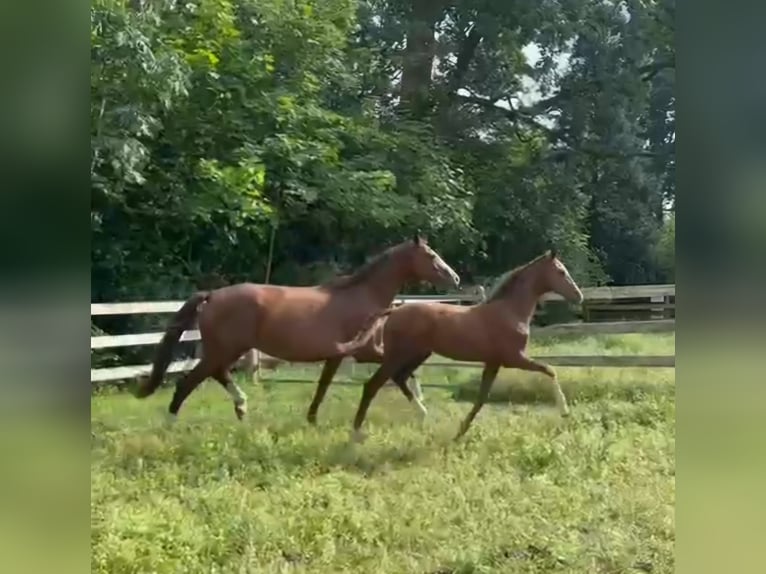 Hanoverian Mare 1 year 16,3 hh Chestnut-Red in Corbera