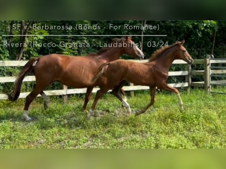 Hanoverian Mare 1 year 16,3 hh Chestnut-Red in Corbera