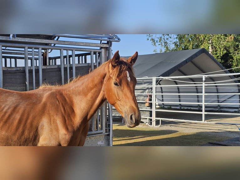 Hanoverian Mare 1 year 16,3 hh Chestnut-Red in Langenau