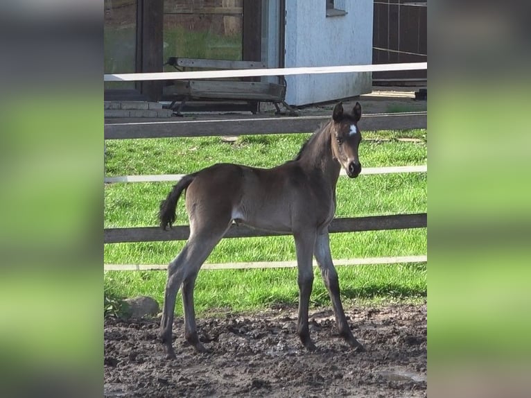 Hanoverian Mare 1 year 16,3 hh Smoky-Black in Ratekau