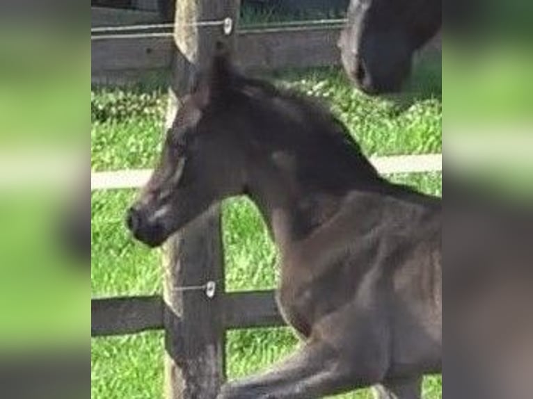 Hanoverian Mare 1 year 16,3 hh Smoky-Black in Ratekau