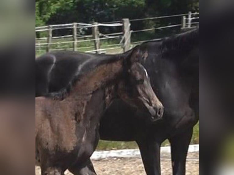 Hanoverian Mare 1 year 16,3 hh Smoky-Black in Ratekau