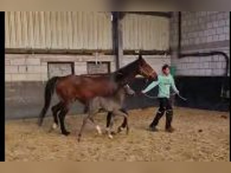 Hanoverian Mare 1 year 16,3 hh Smoky-Black in Moers