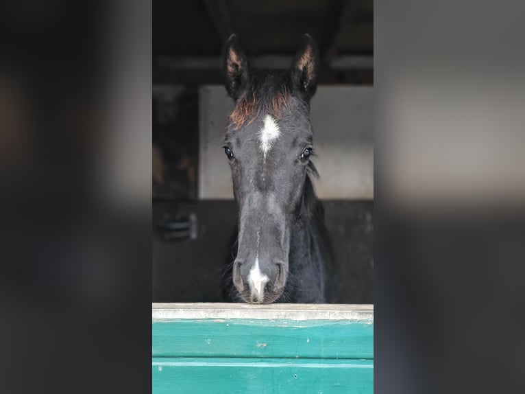 Hanoverian Mare 1 year 16,3 hh Smoky-Black in Moers
