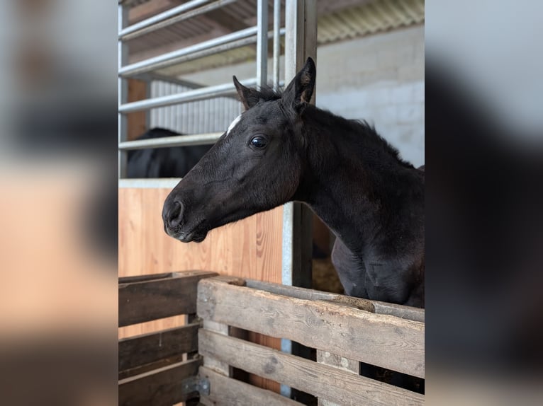 Hanoverian Mare 1 year 16 hh Bay-Dark in Herren-Sulzbach