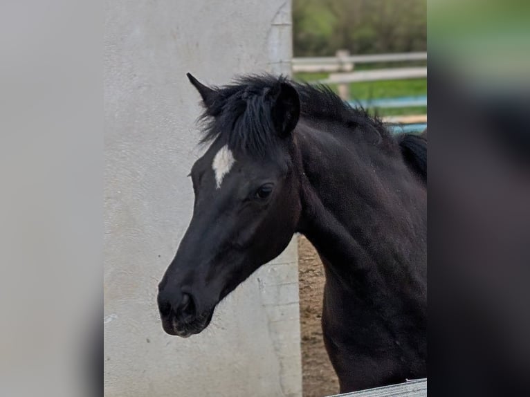 Hanoverian Mare 1 year 16 hh Bay-Dark in Herren-Sulzbach