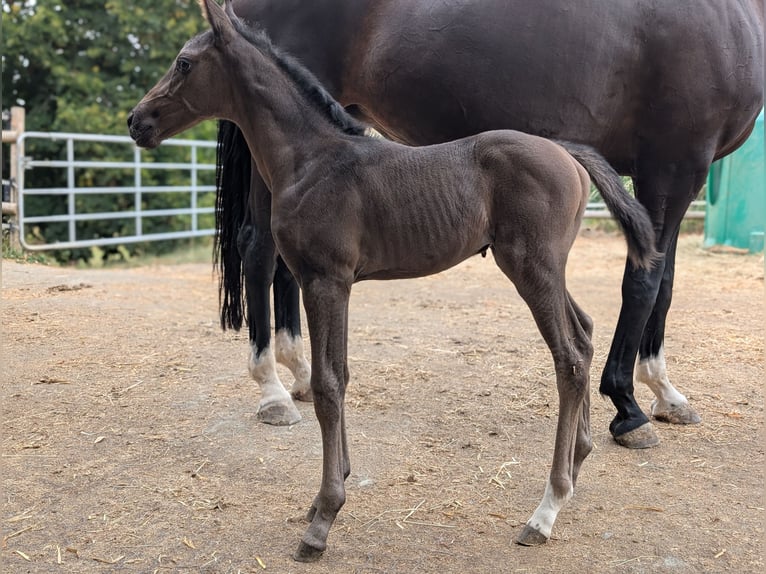 Hanoverian Mare 1 year 16 hh Bay-Dark in Herren-Sulzbach