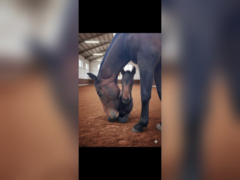 Hanoverian Mix Mare 1 year 16 hh Bay-Dark in Uetze