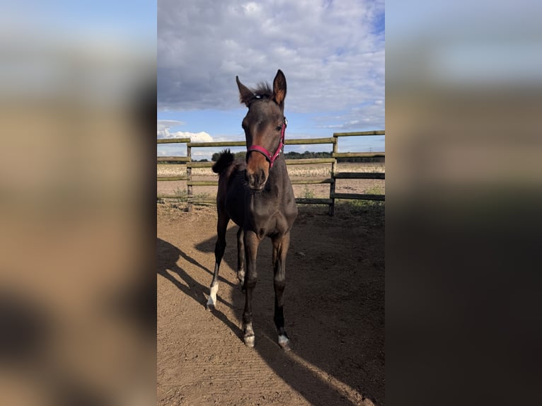 Hanoverian Mix Mare 1 year 16 hh Bay-Dark in Uetze