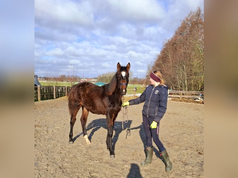 Hanoverian Mare 1 year 16 hh Brown in Neuschoo