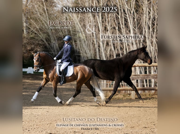 Hanoverian Mix Mare 1 year 16 hh Brown in Générac