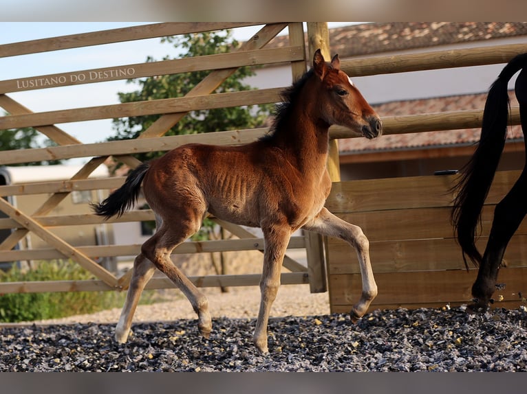 Hanoverian Mix Mare 1 year 16 hh Brown in Générac