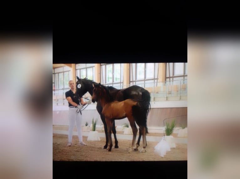 Hanoverian Mare 1 year 16 hh Brown in Heidenrod