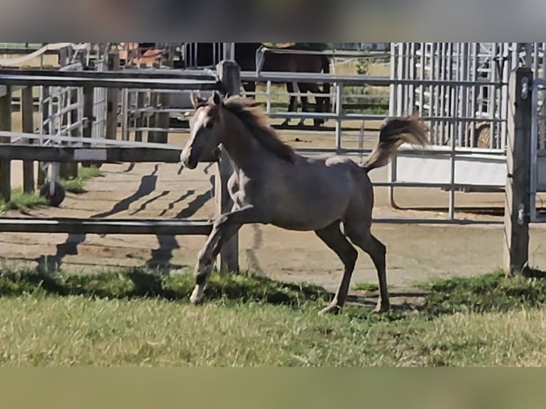 Hanoverian Mare 1 year 16 hh Can be white in Langenau