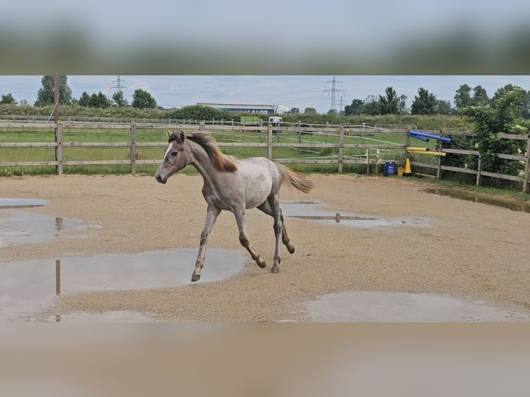 Hanoverian Mare 1 year 16 hh Can be white in Langenau