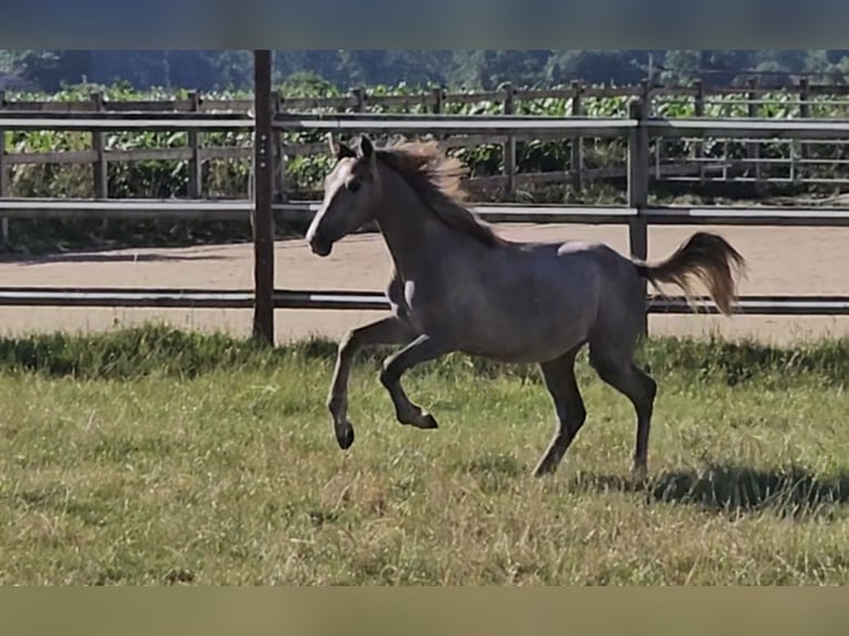 Hanoverian Mare 1 year 16 hh Can be white in Langenau