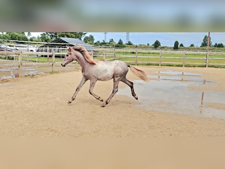 Hanoverian Mare 1 year 16 hh Can be white in Langenau