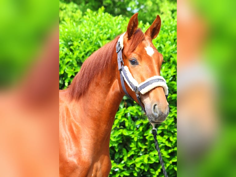 Hanoverian Mare 1 year 16 hh Chestnut-Red in Selsingen