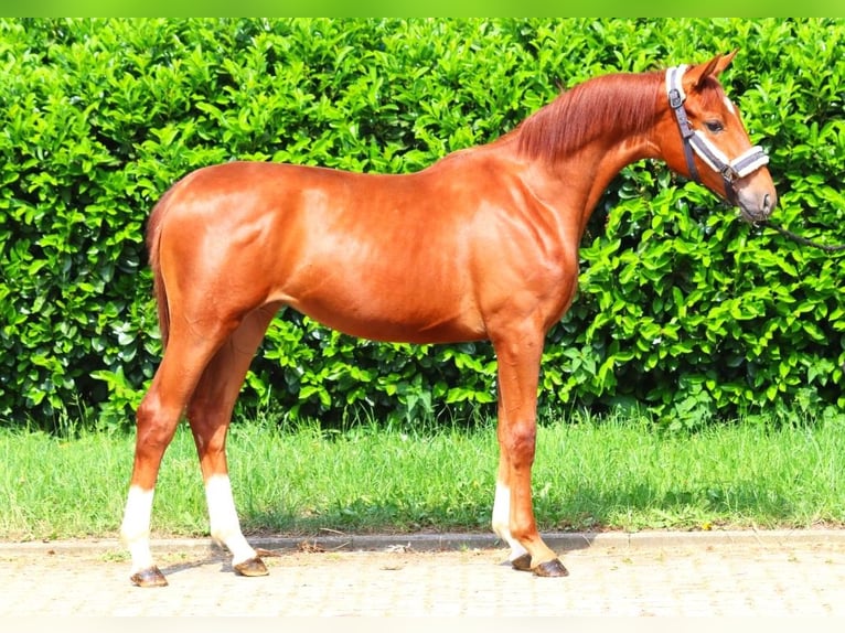 Hanoverian Mare 1 year 16 hh Chestnut-Red in Selsingen