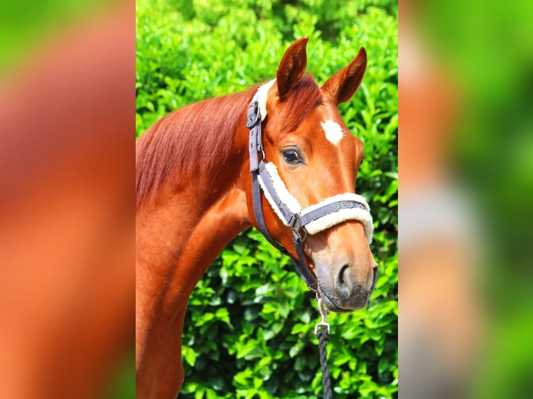 Hanoverian Mare 1 year 16 hh Chestnut-Red in Selsingen