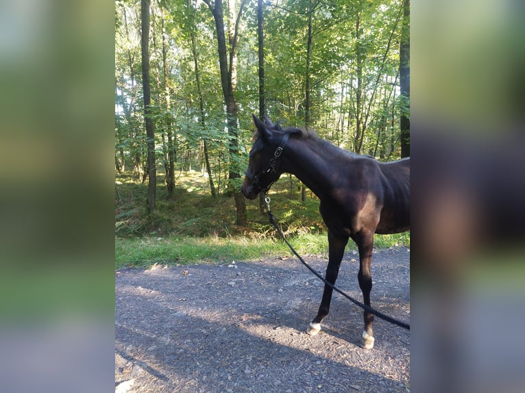 Hanoverian Mare 1 year 16,1 hh Bay-Dark in Żory