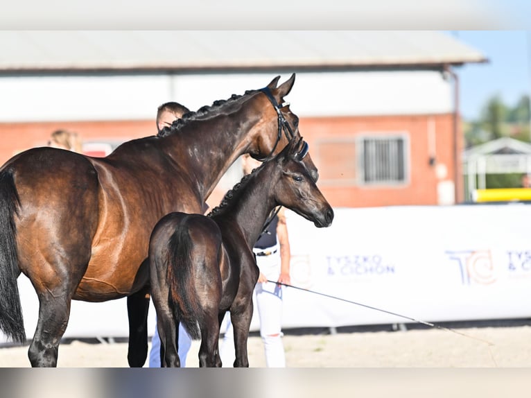 Hanoverian Mare 1 year 16,1 hh Bay-Dark in Żory