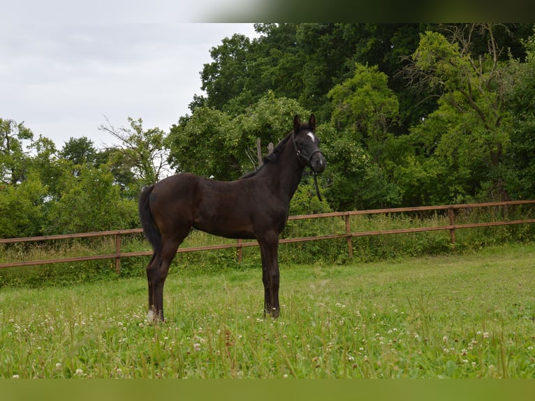 Hanoverian Mare 1 year 16,1 hh Black in Verden (Aller)