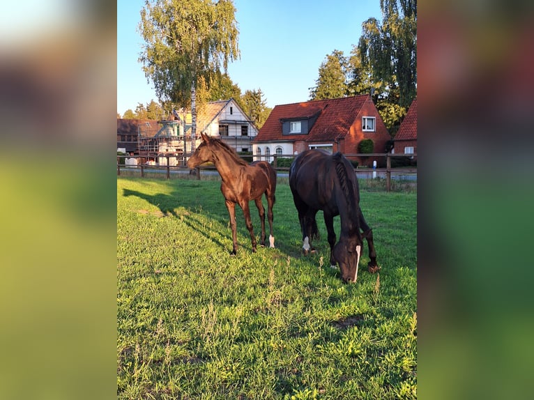 Hanoverian Mare 1 year 16,1 hh Black in Verden (Aller)