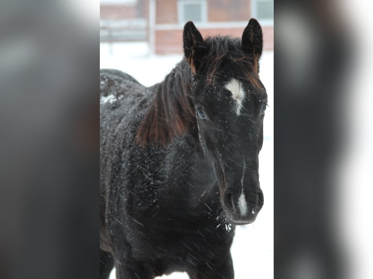 Hanoverian Mare 1 year 16,1 hh Black in Verden (Aller)