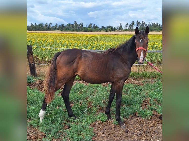 Hanoverian Mare 1 year 16,1 hh Brown in Mansfeld