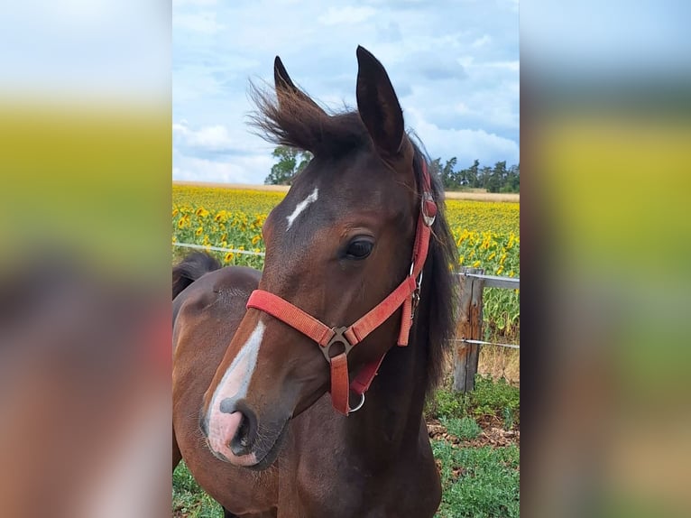 Hanoverian Mare 1 year 16,1 hh Brown in Mansfeld