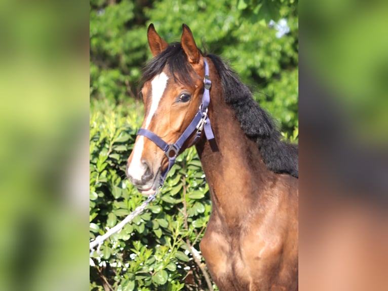 Hanoverian Mare 1 year 16,1 hh Brown in Selsingen